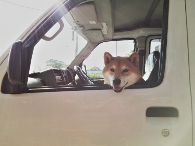 窓から顔を出す犬