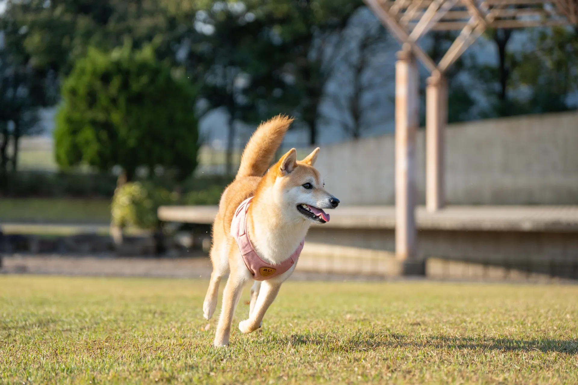 【愛犬とお出かけ】ドッグランや車中泊で大活躍する便利グッズ10選