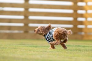 ドッグフリーサイトで走る犬