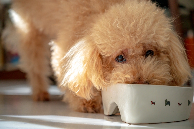 犬　食事