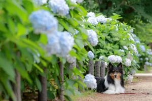 6月のお出かけ　犬