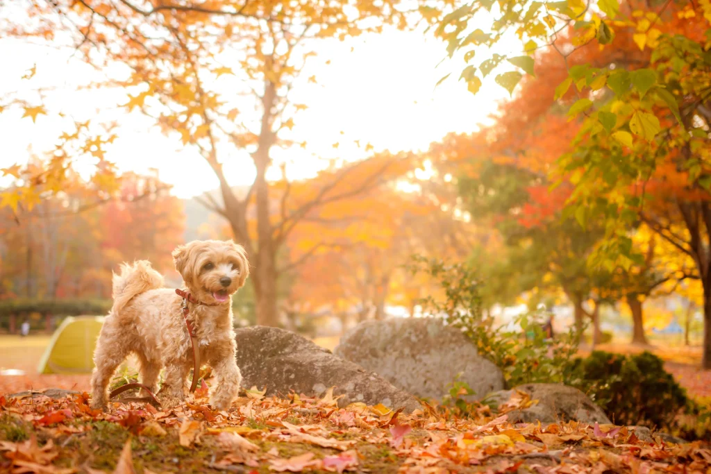 紅葉と犬