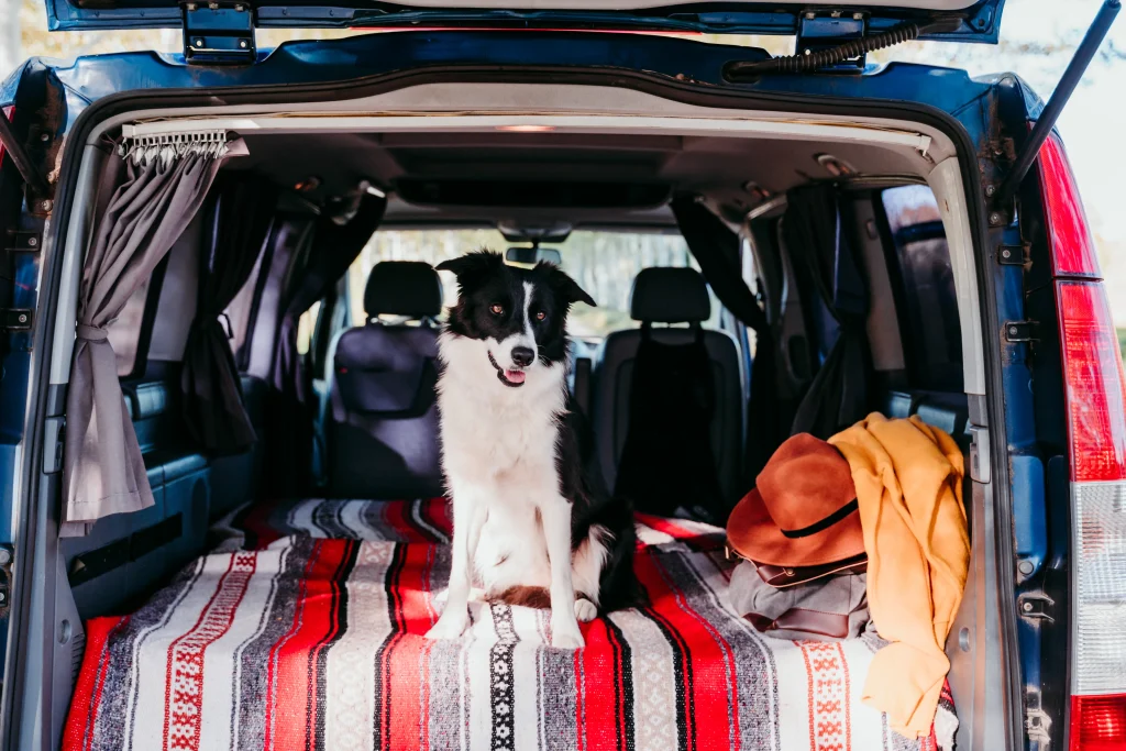 ペットが車内でリラックスする様子