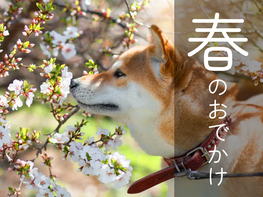 【関東】犬といける春のお出かけスポット